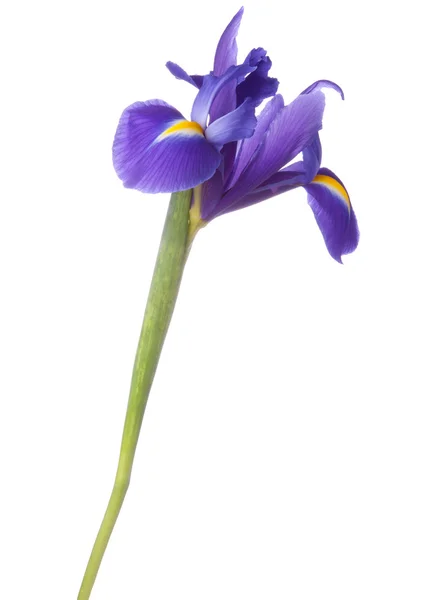 Iris blu o fiore di bandiera blu — Foto Stock
