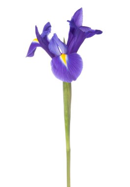 Mavi iris veya blueflag çiçek