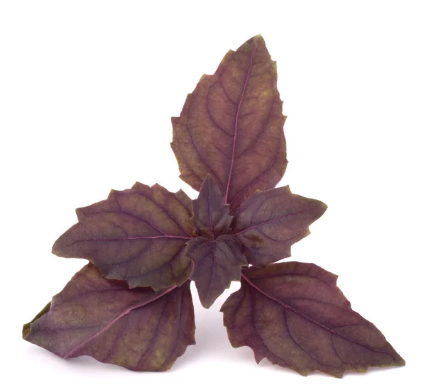 Zoete basilicum bladeren — Stockfoto
