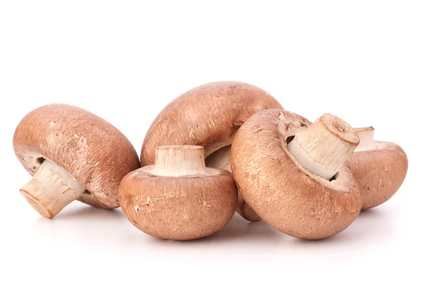 Grupo de cogumelos champignon marrom — Fotografia de Stock