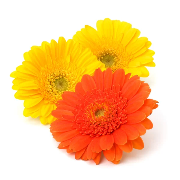 Schöne Gänseblümchen-Gerbera-Blüten — Stockfoto