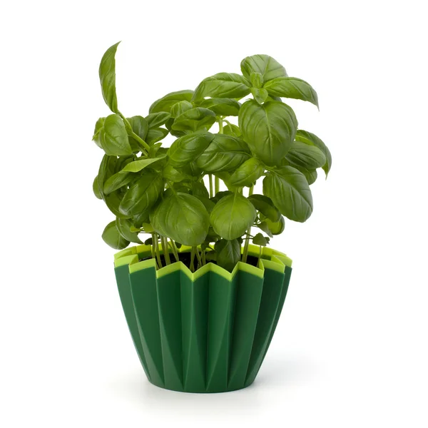 Sweet basil leaves — Stock Photo, Image