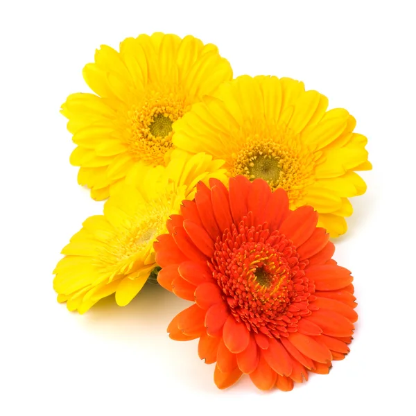 Schöne Gänseblümchen-Gerbera-Blüten — Stockfoto