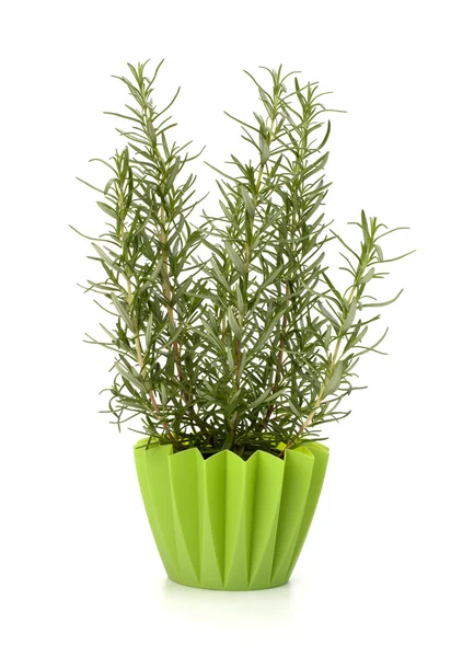 Zoete rozemarijn plant — Stockfoto