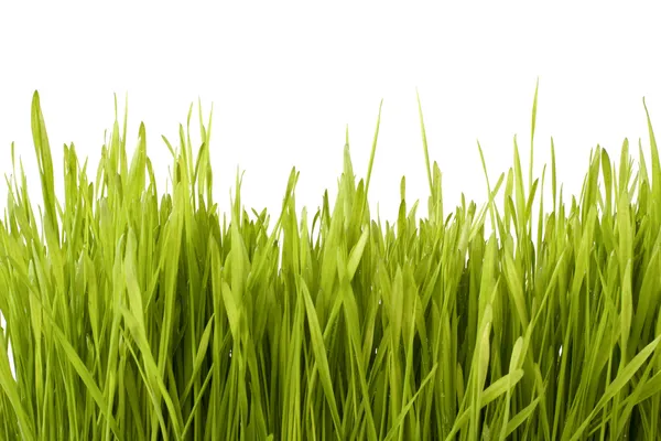 Grass silhouette — Stock Photo, Image