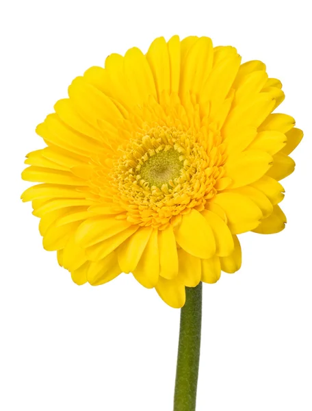 Indah bunga aster gerbera — Stok Foto