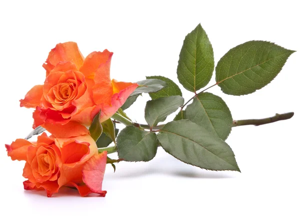 Oranje Rozen — Stockfoto