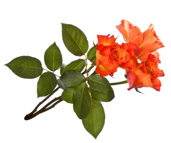 Orangene Rosen — Stockfoto