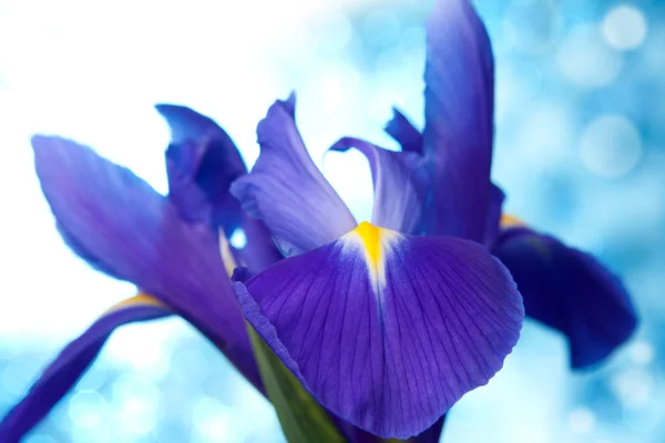 Krásný modrý iris květiny pozadí — Stock fotografie