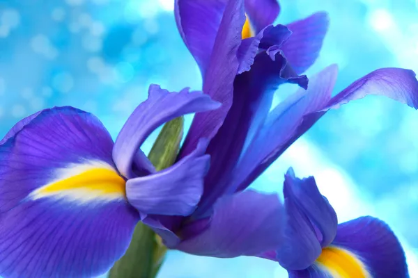 Prachtige blauwe iris bloemen achtergrond — Stockfoto