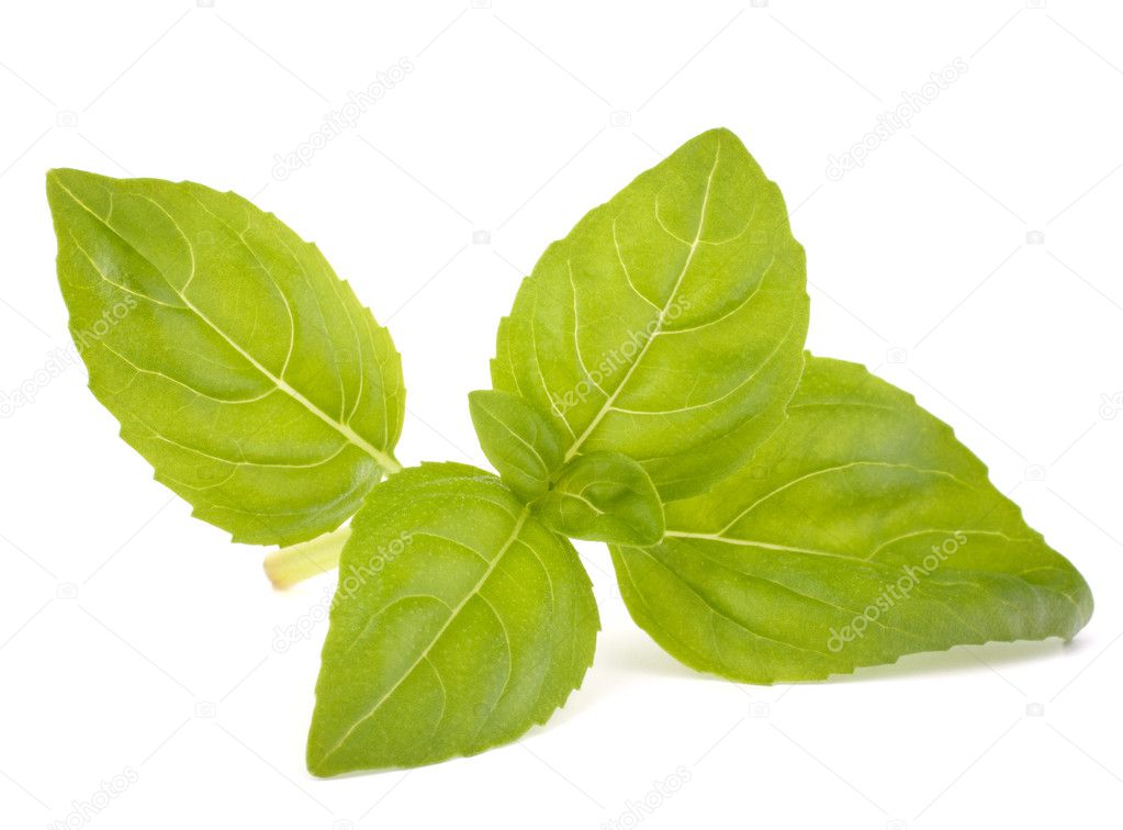 Sweet basil leaves Stock Photo by ©natika 13995087