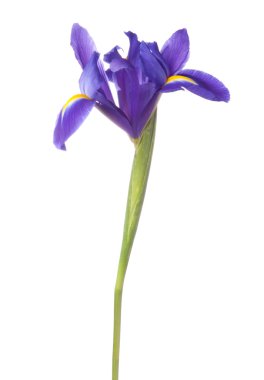 Mavi iris veya blueflag çiçek