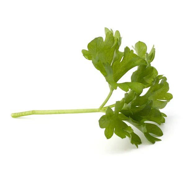Parsley herb — Stock Photo, Image