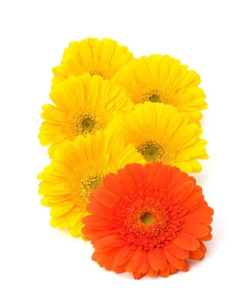 Vackra daisy gerbera blommor — Stockfoto