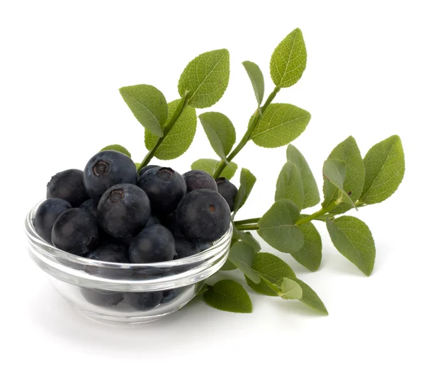 Mavi bilberry veya whortleberry — Stok fotoğraf