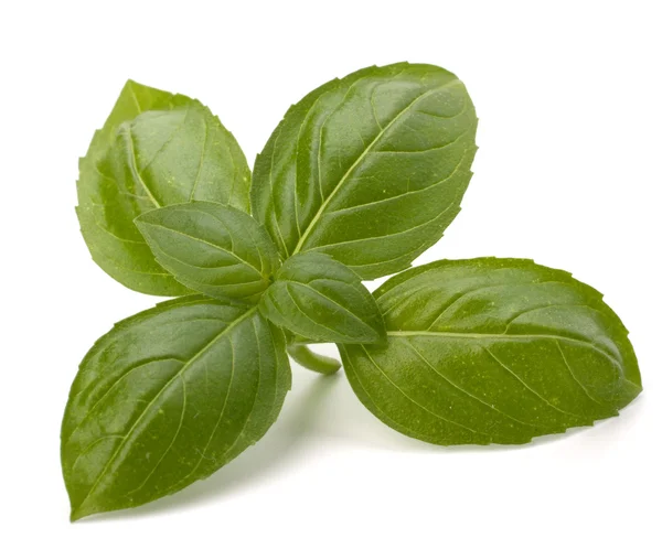 Sweet basil leaves — Stock Photo, Image