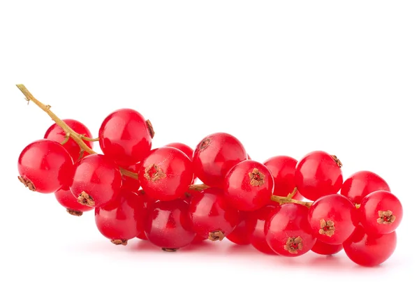 Rote Johannisbeeren — Stockfoto