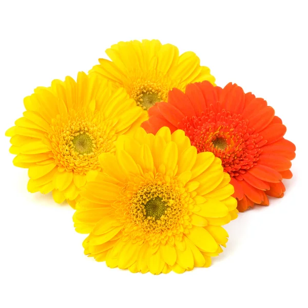 Lindas flores de gerbera margarida — Fotografia de Stock