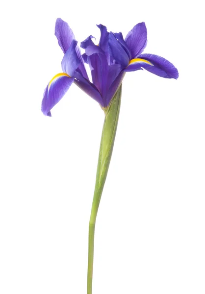 Blue iris or blueflag flower — Stock Photo, Image