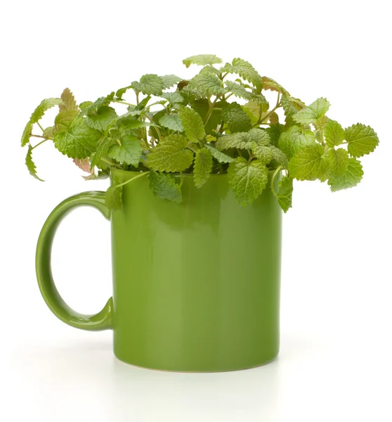 Šálek čaje bylinné máta — Stock fotografie