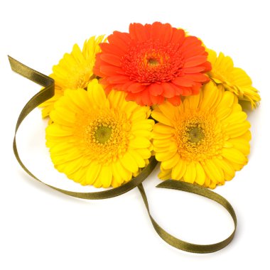 güzel papatya gerbera çiçekleri