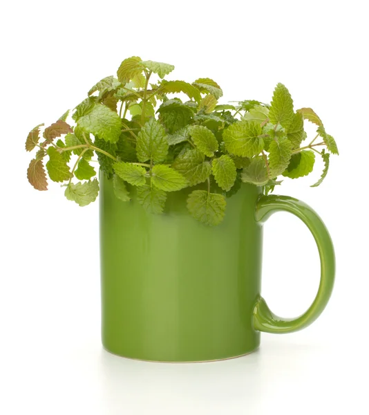 Taza de té de menta de hierbas — Foto de Stock
