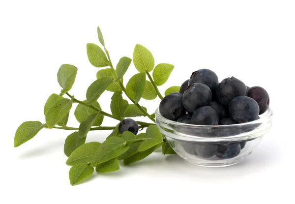 Blue bilberry or whortleberry — Stock Photo, Image