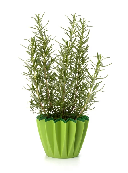 Zoete rozemarijn plant — Stockfoto