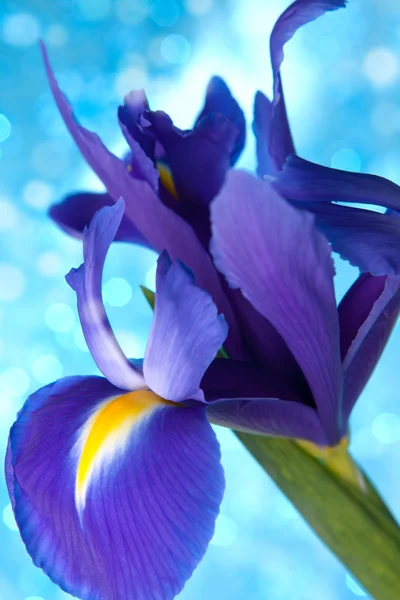 美しいブルー アイリスの花の背景 — ストック写真