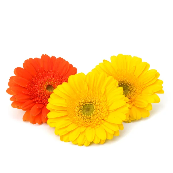 Lindas flores de gerbera margarida — Fotografia de Stock