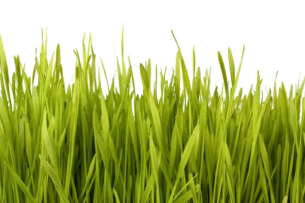 Grass silhouette — Stock Photo, Image