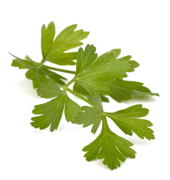 Parsley — Stock Photo, Image