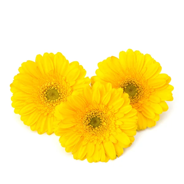 Gerbera's prachtige daisy — Stockfoto