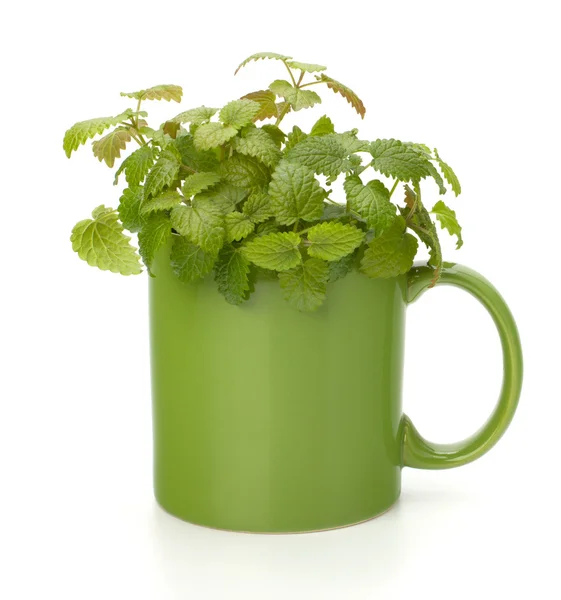 Šálek čaje bylinné máta — Stock fotografie