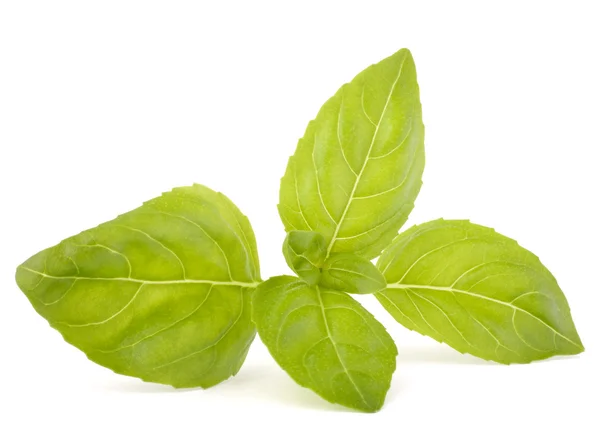 Sweet basil leaves — Stock Photo, Image