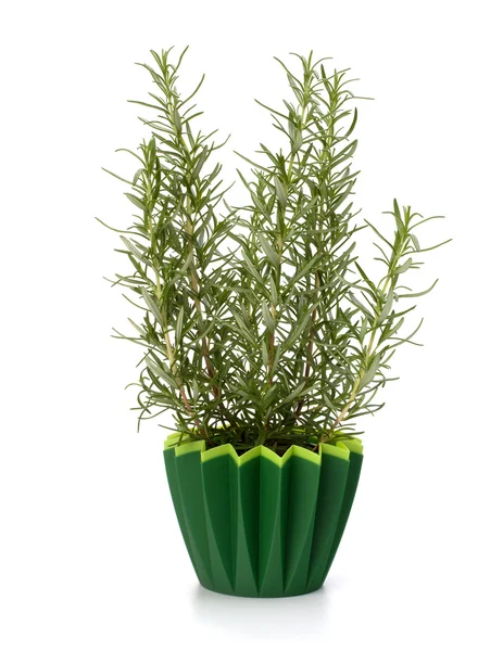 Zoete rozemarijn plant — Stockfoto