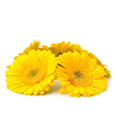 güzel papatya gerbera çiçekleri