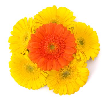 güzel papatya gerbera çiçekleri