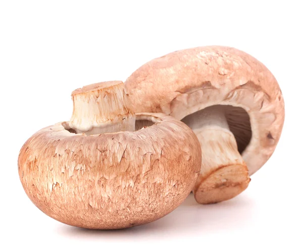 Bruin champignon paddestoel — Stockfoto
