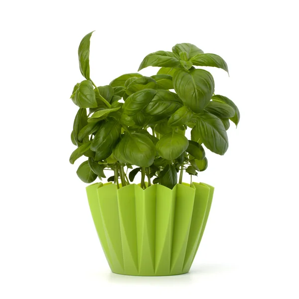 Sweet basil leaves — Stock Photo, Image