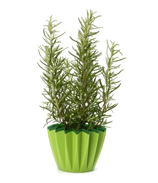 Zoete rozemarijn plant — Stockfoto