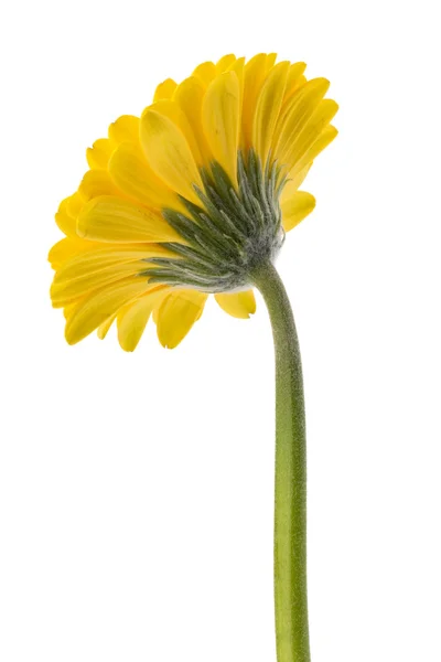 Krásný daisy gerbera — Stock fotografie