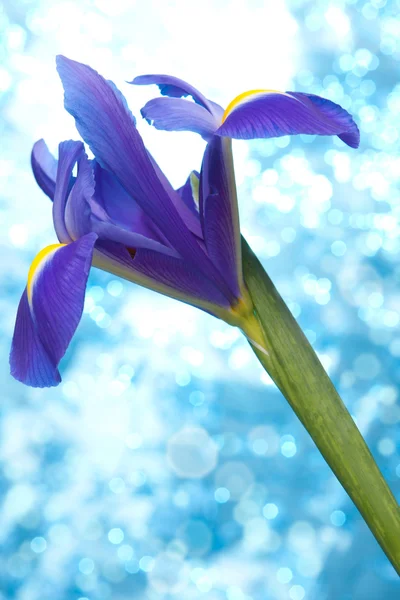 Piękny niebieski irys kwiaty tło — Zdjęcie stockowe