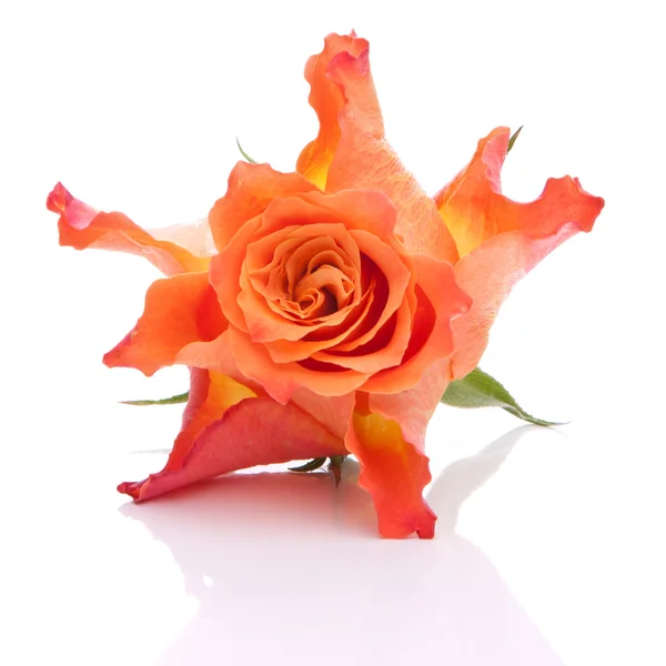 Orange rose Stock Image