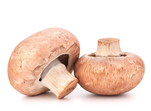 Fungo champignon marrone — Foto Stock