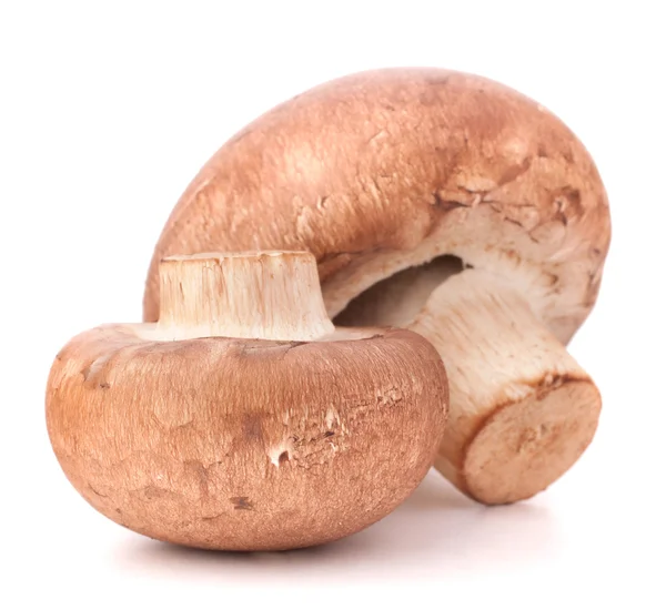 Fungo champignon marrone — Foto Stock