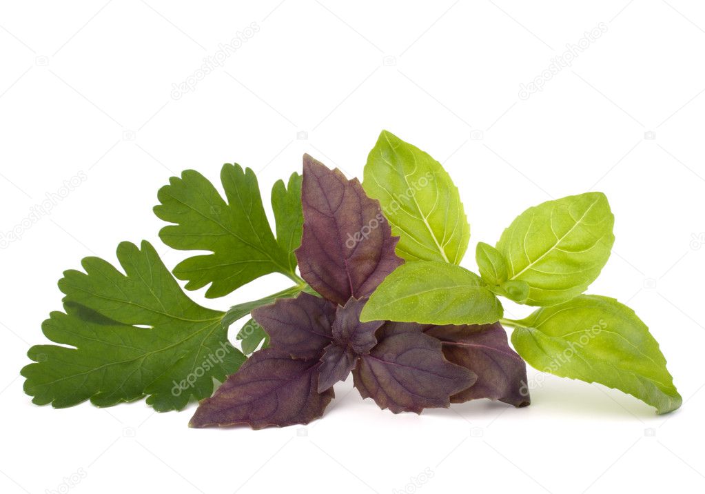 Sweet basil leaves Stock Photo by ©natika 15783805