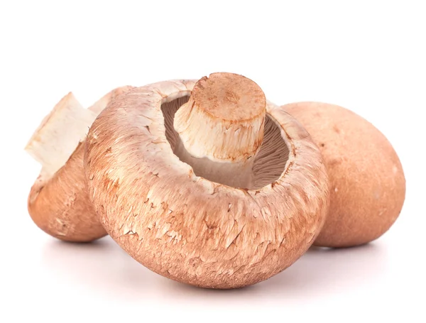 Kahverengi champignon mantar — Stok fotoğraf