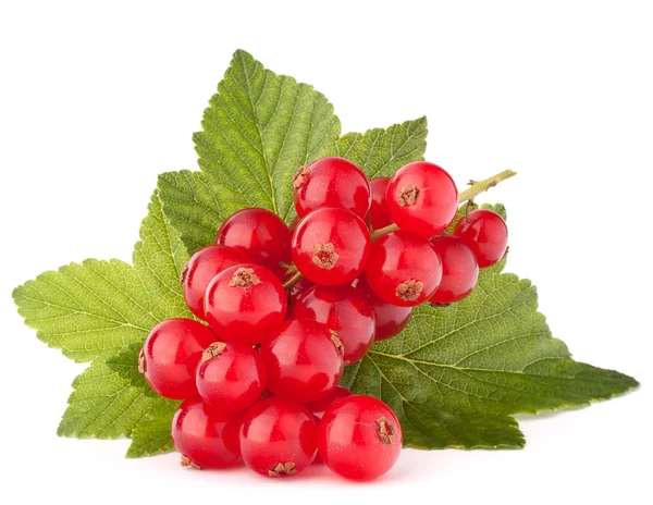 Rote Johannisbeeren und grüne Blätter Stillleben — Stockfoto