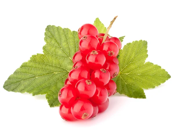 Rote Johannisbeeren und grüne Blätter Stillleben — Stockfoto